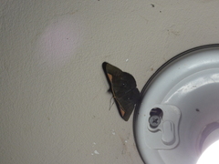 Sphacelodes vulneraria