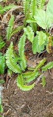 Blechnum penna-marina