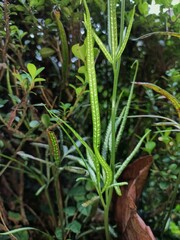 Pteris ensiformis victoriae