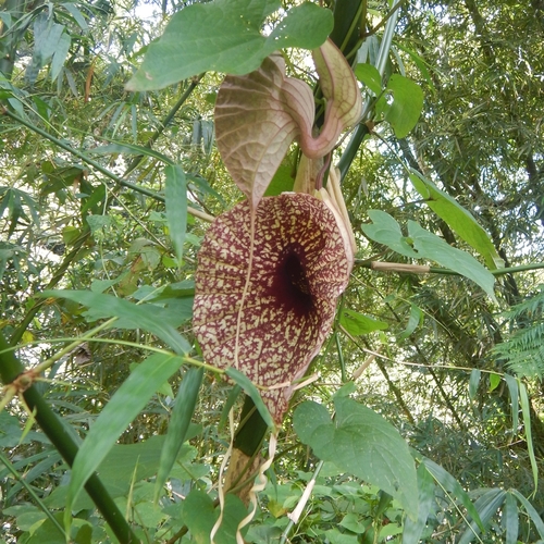 Image of Pelican Flower (Aristolochia grandiflora) by (c) Addshore, some rights reserved (CC BY)