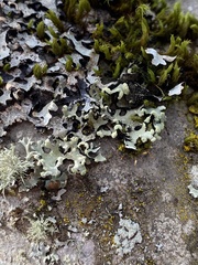 Hypotrachyna sinuosa