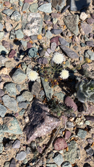 Chaenactis carphoclinia