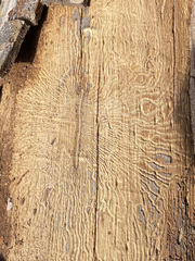 Scolytus