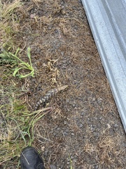 Tiliqua scincoides