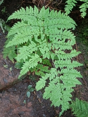 Dryopteris oligodonta