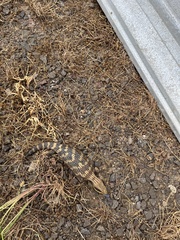 Tiliqua scincoides