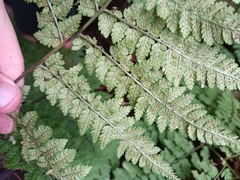 Dryopteris oligodonta
