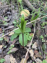 Fritillaria affinis affinis