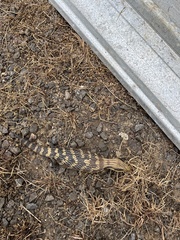 Tiliqua scincoides