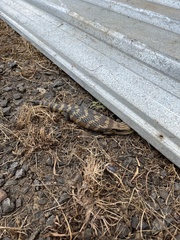 Tiliqua scincoides
