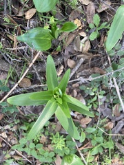 Fritillaria affinis affinis