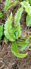 Blechnum penna-marina
