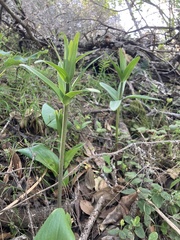 Fritillaria affinis affinis