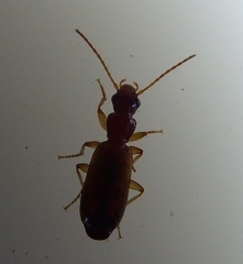 Paradromius linearis