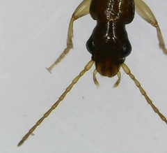 Paradromius linearis