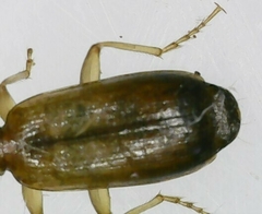 Paradromius linearis