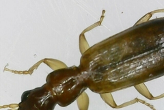 Paradromius linearis