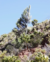 Pinus radiata