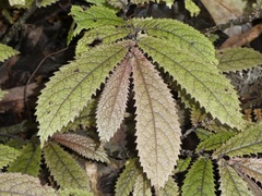 Elatostema rugosum