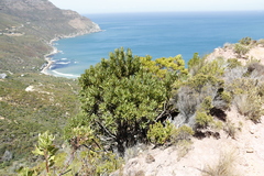 Protea lepidocarpodendron