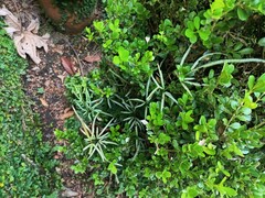 Pteris ensiformis victoriae