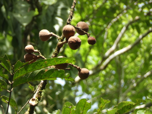 alligatorwood (Guarea glabra)