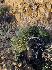Limonium pseudominutum