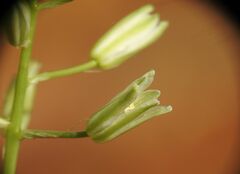 Ornithogalum narbonense