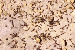 Anoplolepis steingroeveri