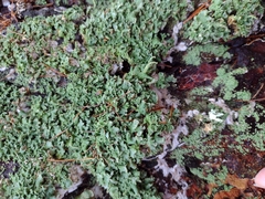 Cladonia digitata