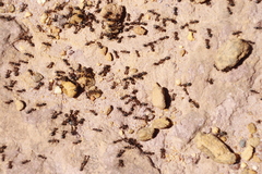 Anoplolepis steingroeveri