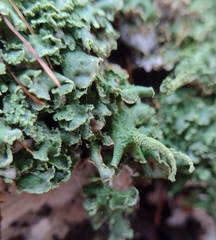 Cladonia digitata