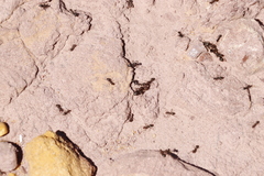 Anoplolepis steingroeveri