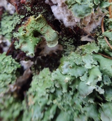Cladonia digitata