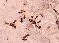 Anoplolepis steingroeveri