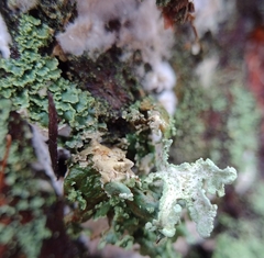 Cladonia digitata