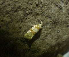 Aethes argentilimitana