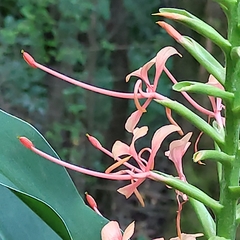 Hedychium gardnerianum