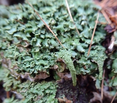 Cladonia digitata