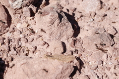 Anoplolepis steingroeveri