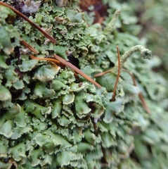 Cladonia digitata