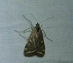 Loxostege munroealis