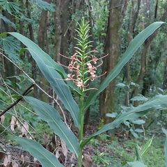Hedychium gardnerianum