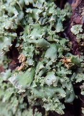 Cladonia digitata