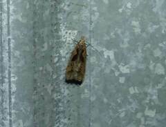 Dichomeris bilobella