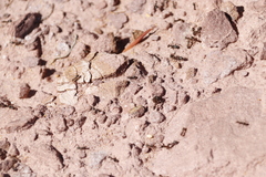 Anoplolepis steingroeveri