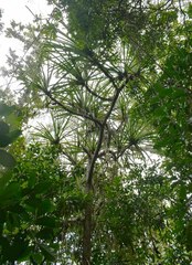 Pandanus solms-laubachii