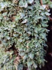 Cladonia digitata