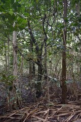 Pandanus solms-laubachii