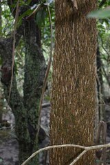 Pandanus solms-laubachii
